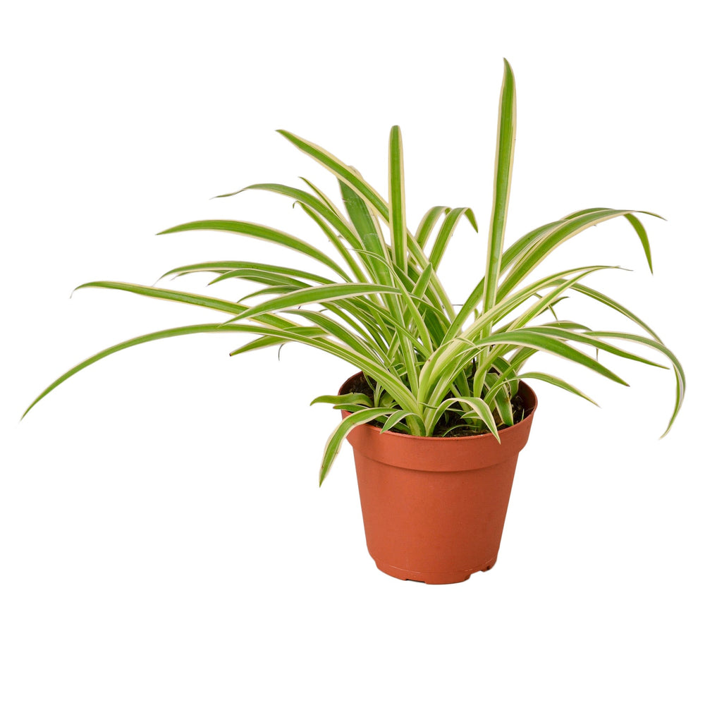 Spider Plant Reverse