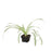 Spider Plant Reverse