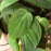 Philodendron 'Velvet'