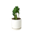 Zamioculcas Zamiifolia ZZ